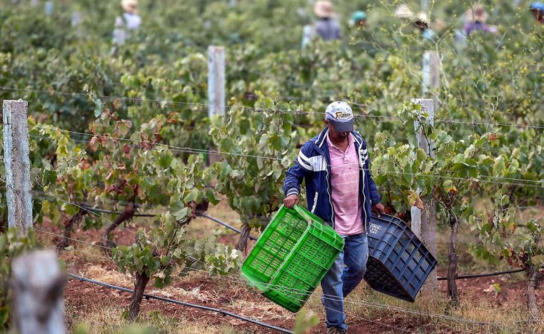 المغرب يخطط لمقاربة الأجور الزراعية مع أجور القطاعات الأخرى