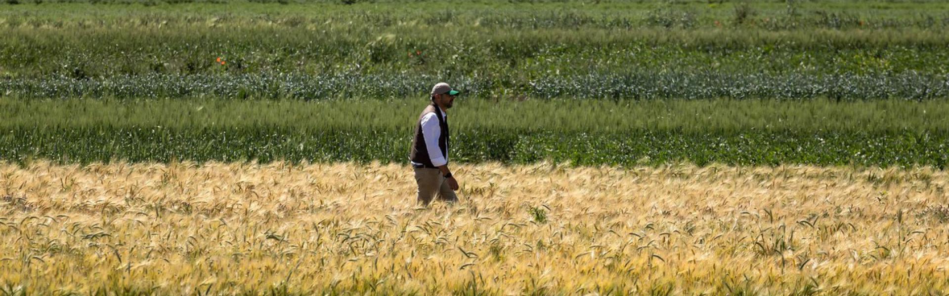 حقول مرشوش تقدم صورة مناقضة تماما لواقع جفاف أضر بالزراعة المغربية