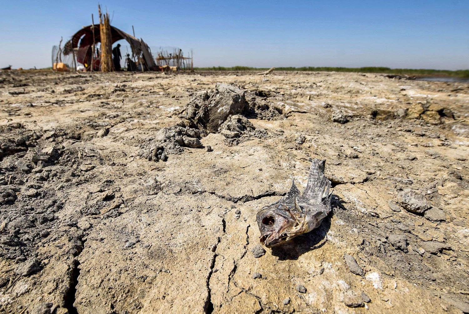 جفاف في أهوار الجبايش جنوب العراق