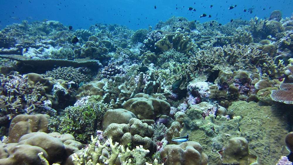 أخطر تداعيات التغير المناخي يهدد الحياة البحرية