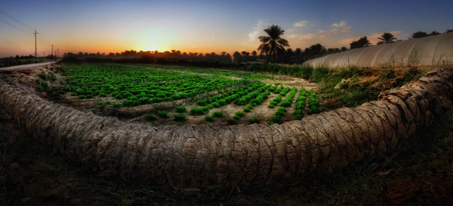 واحة الاحساء