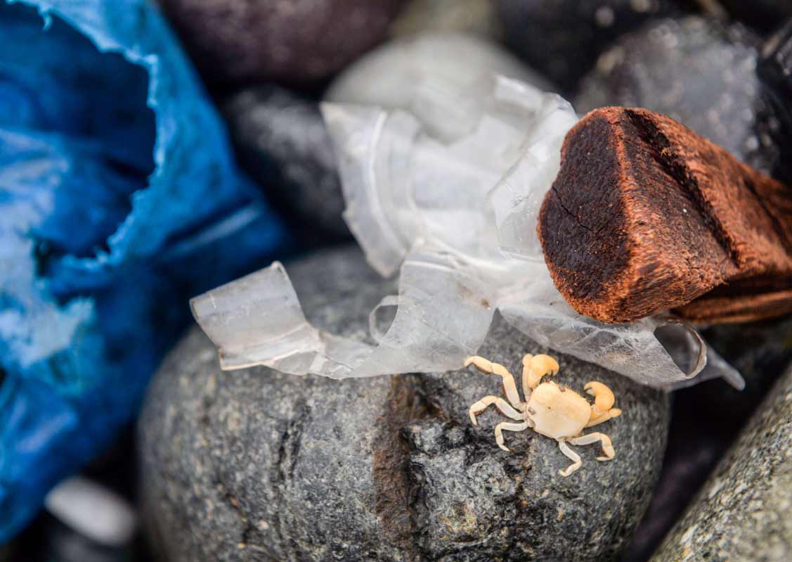 سرطان البحر محاط بالنفايات البلاستيكية على شاطئ في ليما