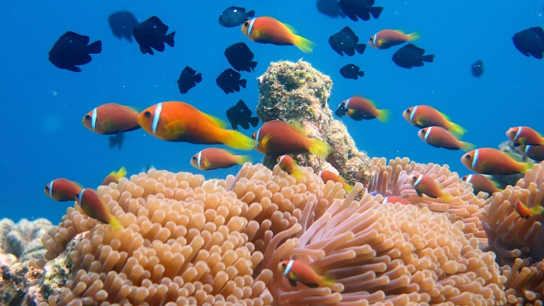 اسماك تسبح بين الشعب المرجانية