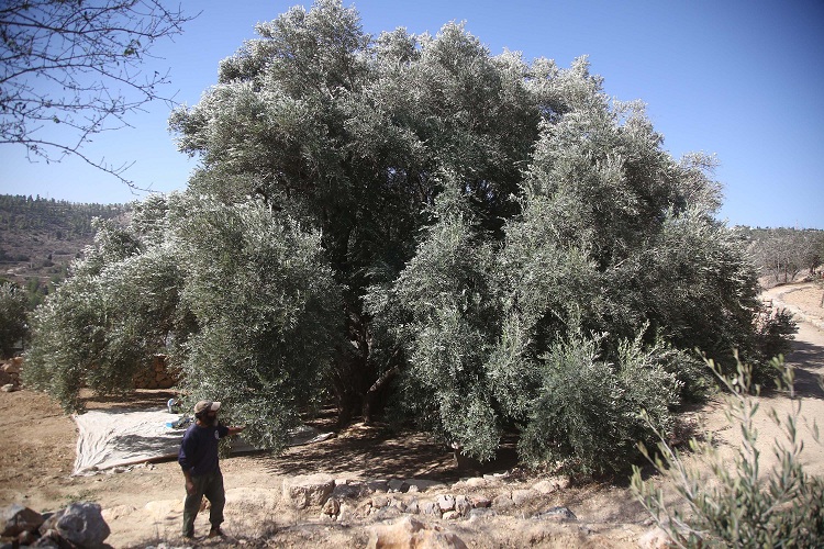 شجرة البدوي رفقة مالكها صلاح أبو علي 