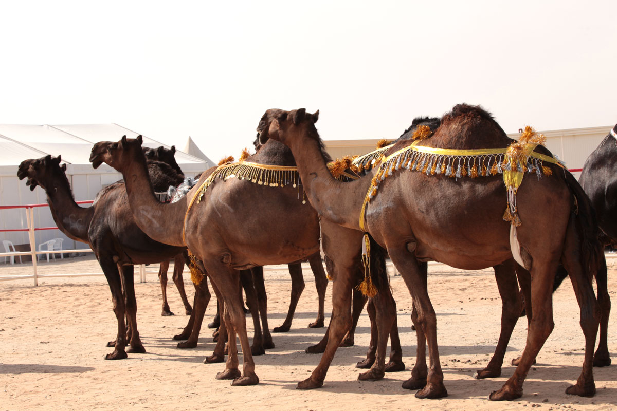 لعبة تفاعلية تناسب كافة أفراد العائلة