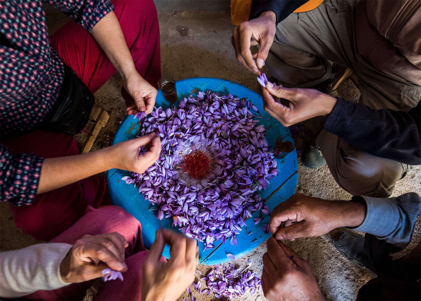 Workers sort and clean saffron flowers during its processing in the Taliouine region 