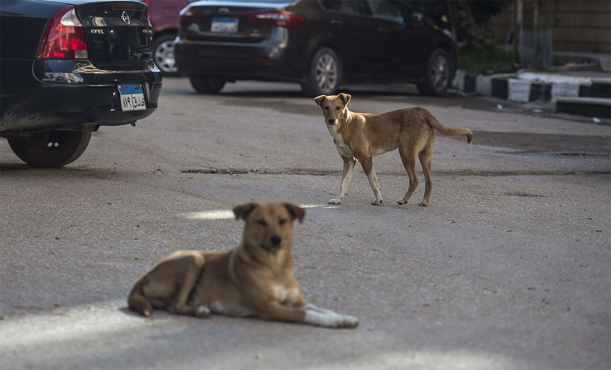 Watch out for stray dogs in Cairo