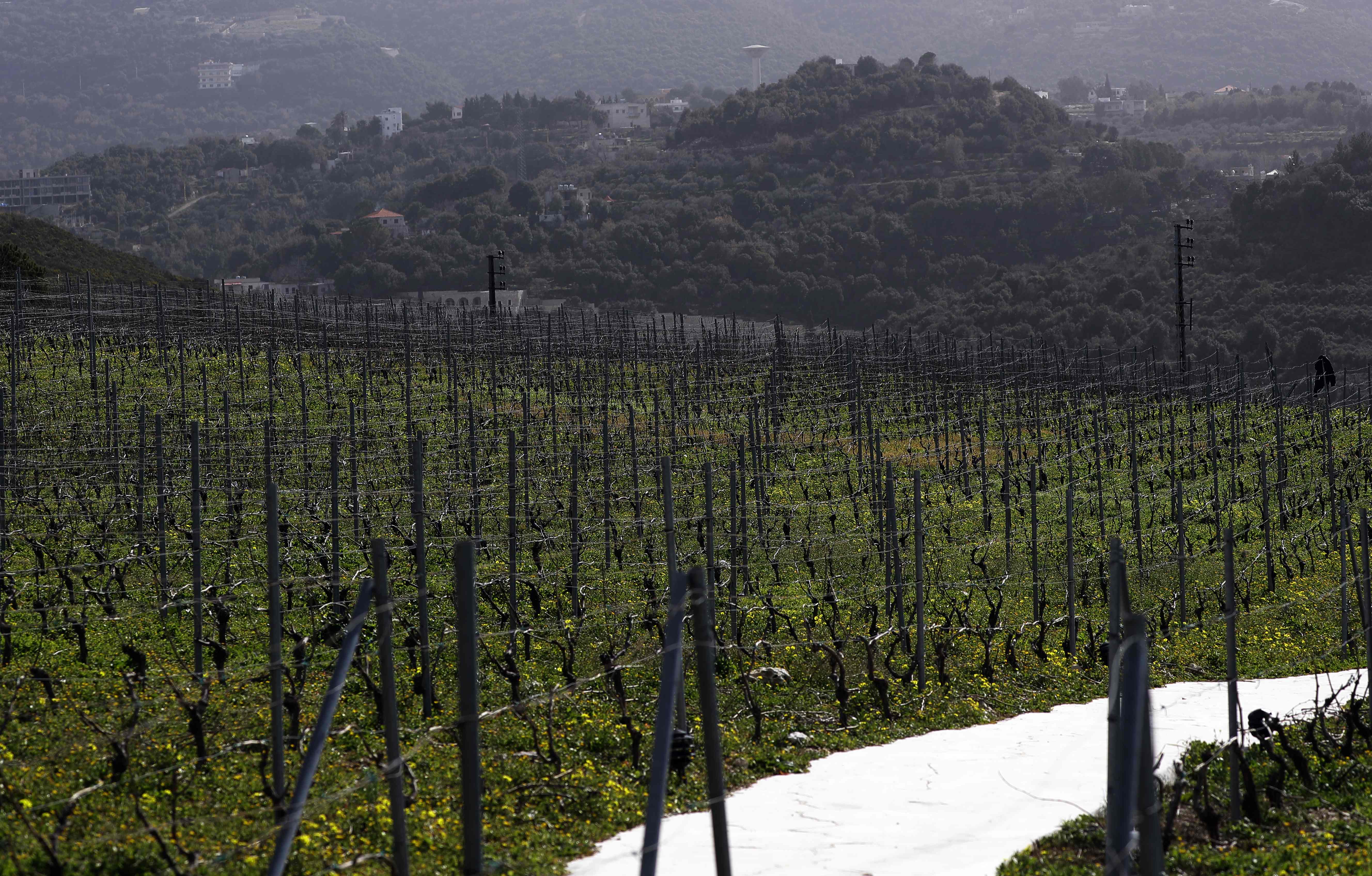 A general view shows the vine terraces of Lebanon's Ixsir winery, co-founded by the detained businessman of Lebanese origin Carlos Ghosn, in an agricultural region above the coastal town of Batroun, north of the Lebanese capital Beirut, on January 25, 2019.