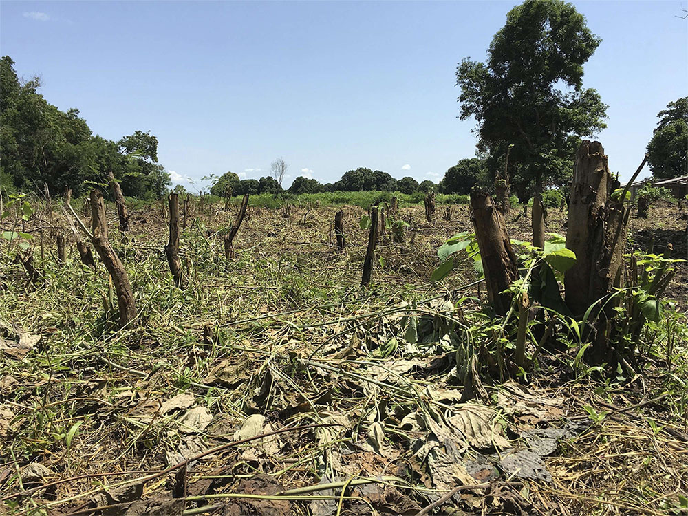 South Sudan grapples with the devastating effects of climate change, which is exacerbated by the deforestation