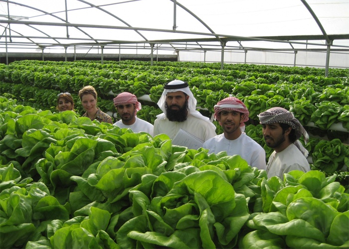 الزراعة في ابوظبي