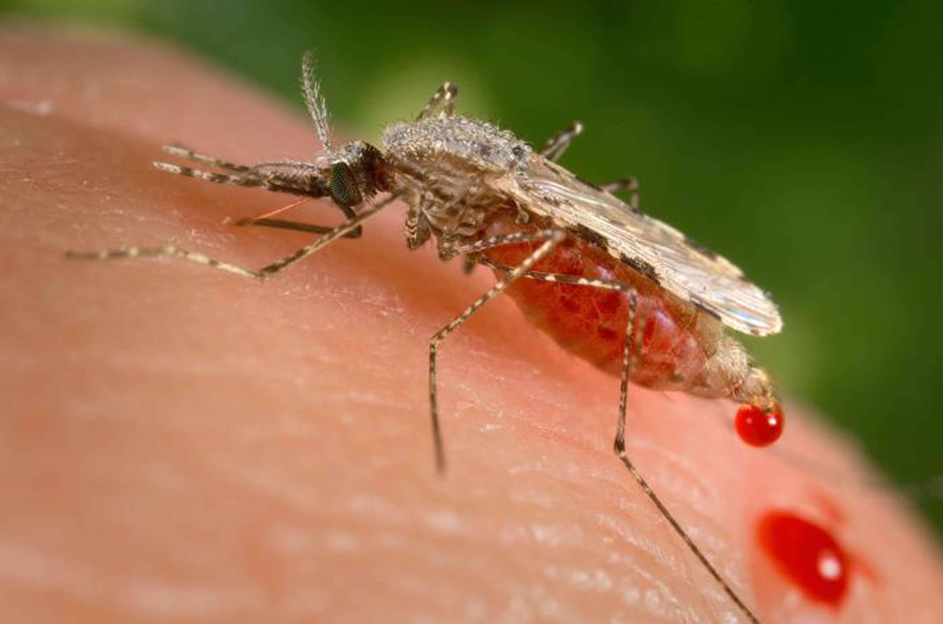 بعوضة الملاريا