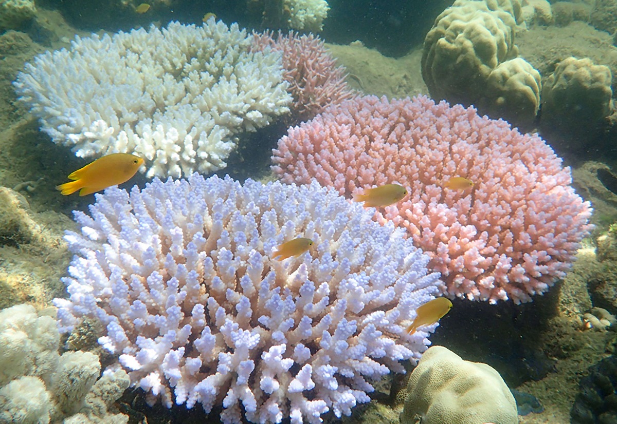 ابيضاض شعاب مرجانية في الحاجز المرجاني الكبير بأستراليا