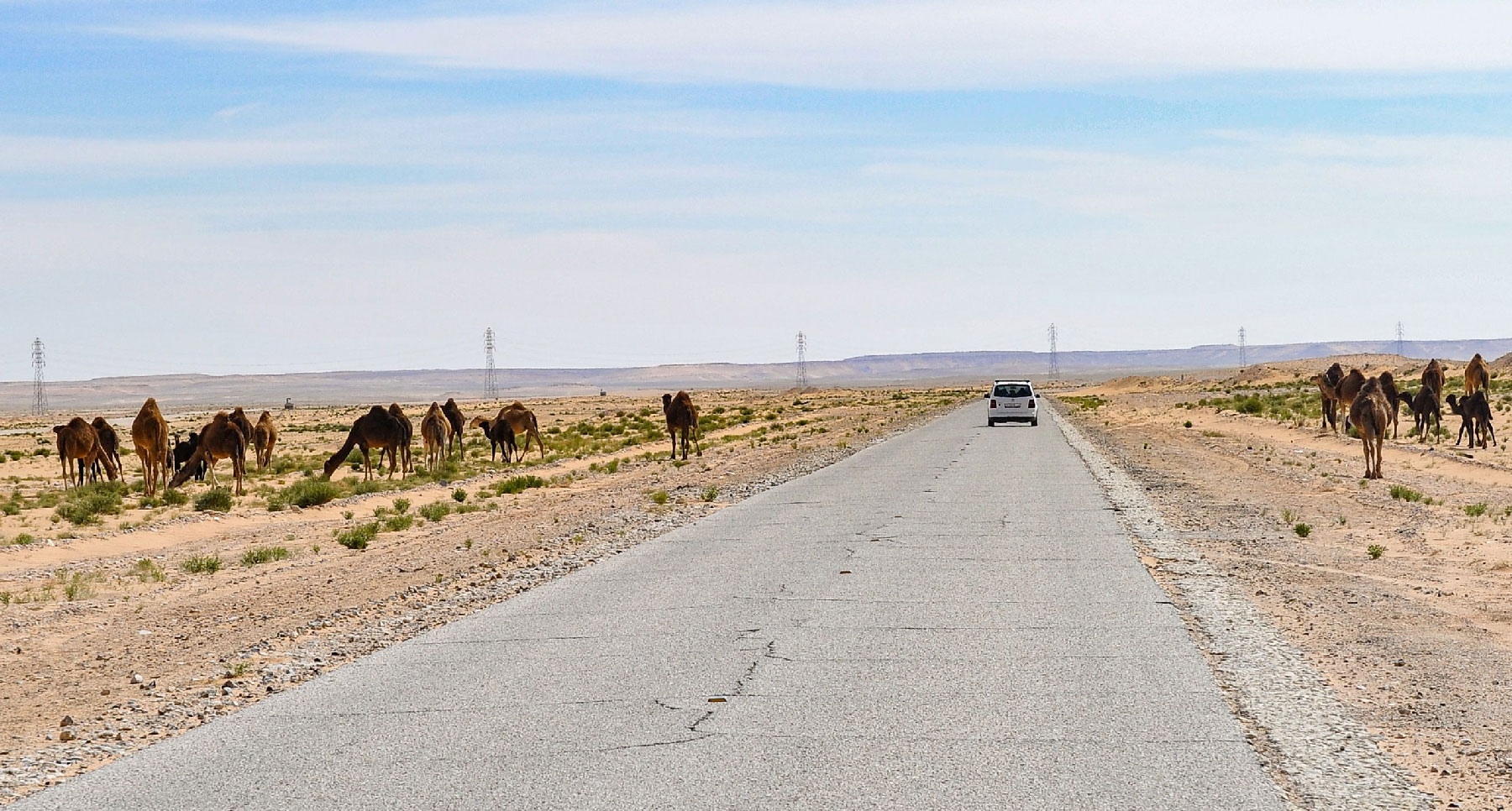 This picture taken on March 30, 2019 shows camels grazing on the sides of a road near the town of Ghadames in Libya's far west near the borders with Tunisia and Algeria.