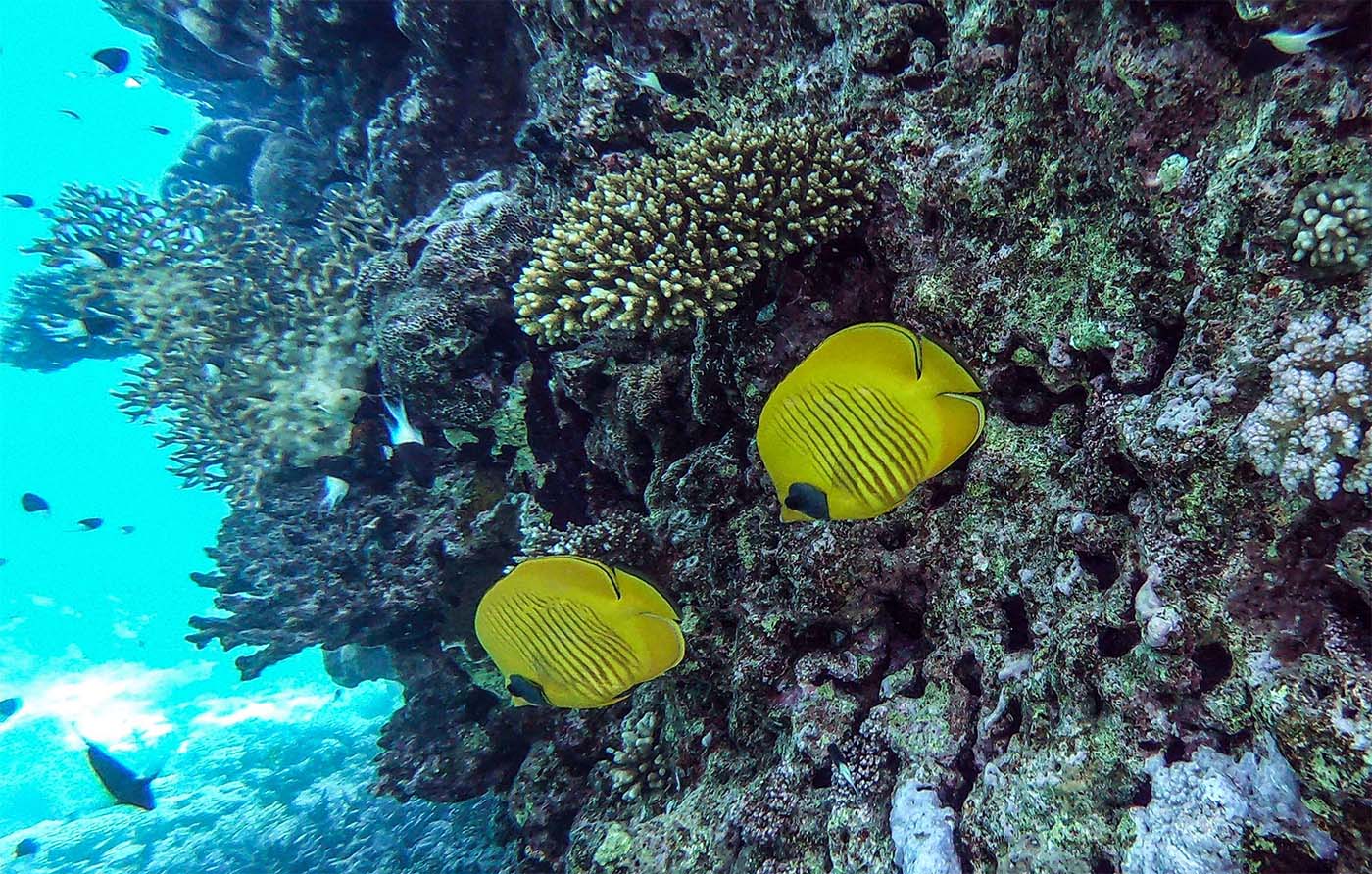 Scientists consider the Red Sea's reefs the most climate change-resilient corals 
