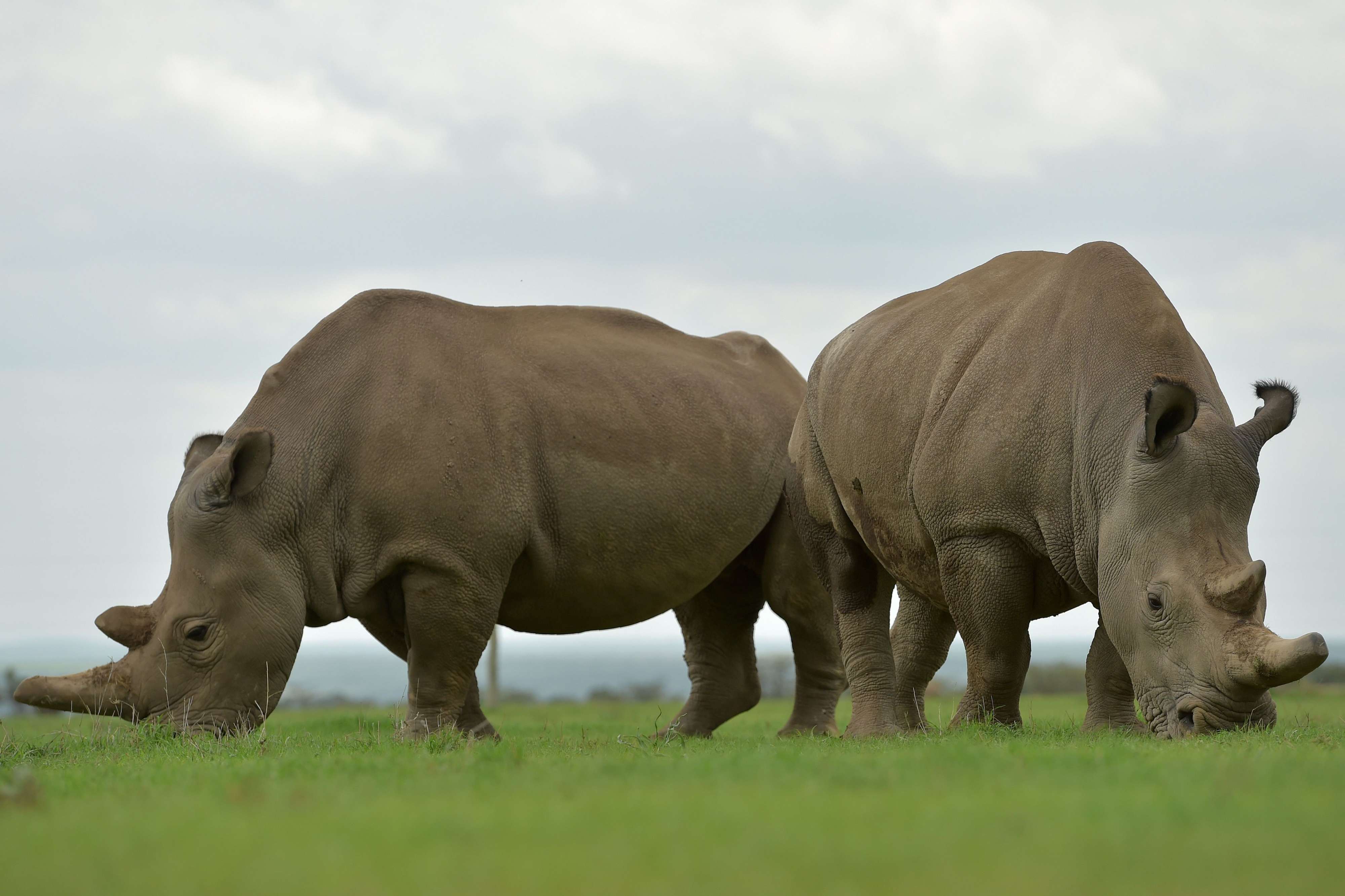 وحيد القرن الابيض