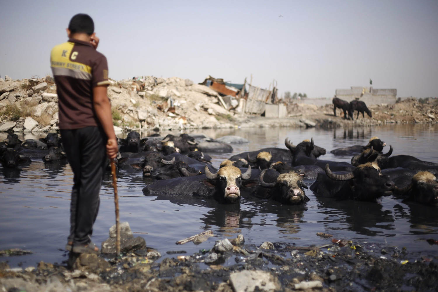 عراقي يترك قطيع الجاموس يبرد نفسه في مستنقع في بغداد