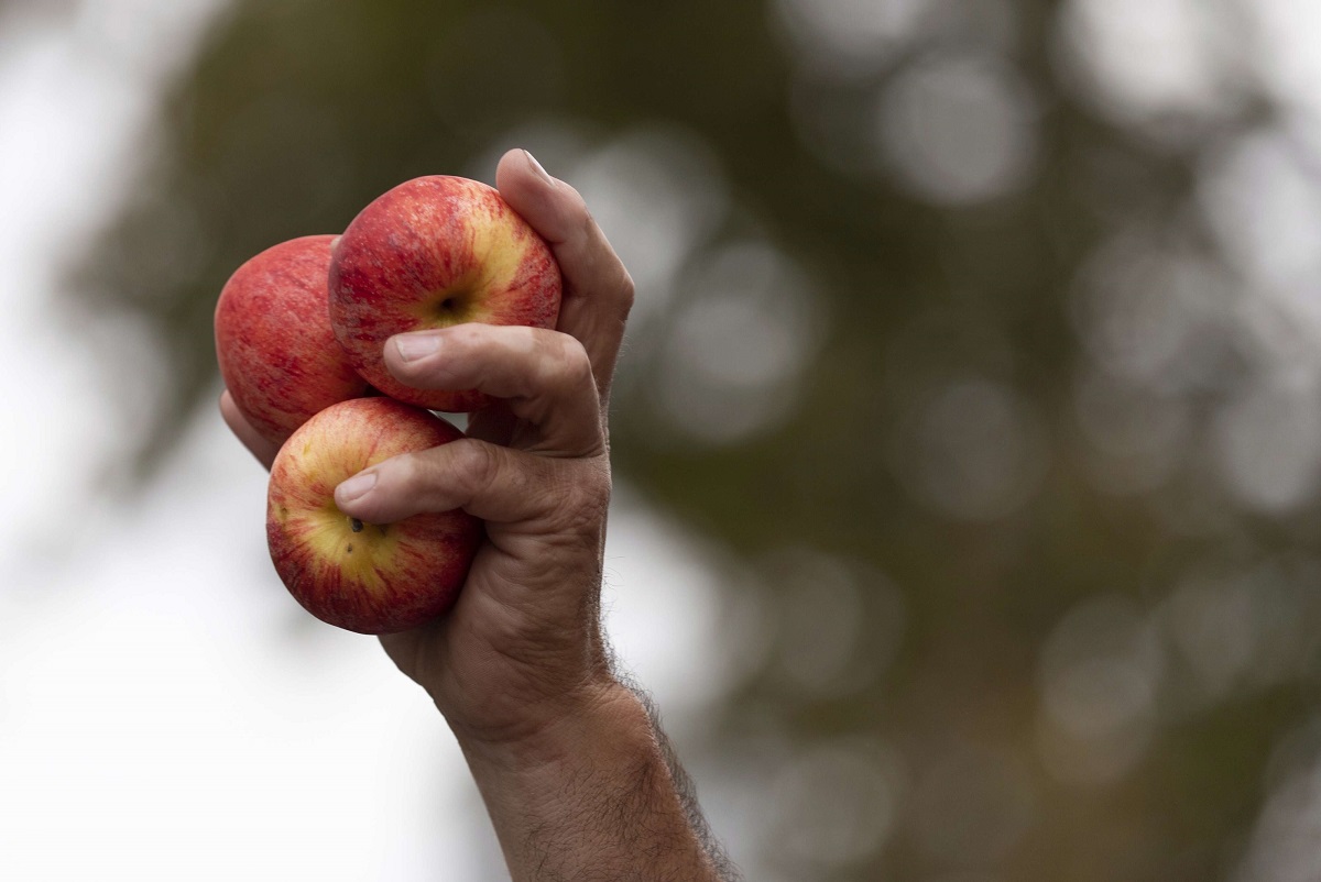 مزارع يرفع يده الملأى بالتفاح