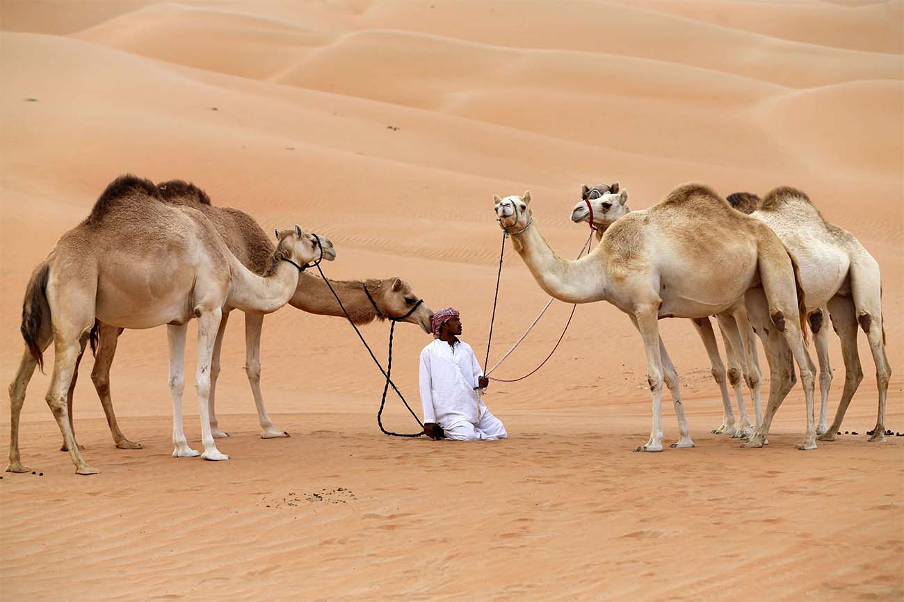 Two tonnes of camel waste can replace one tonne of coal