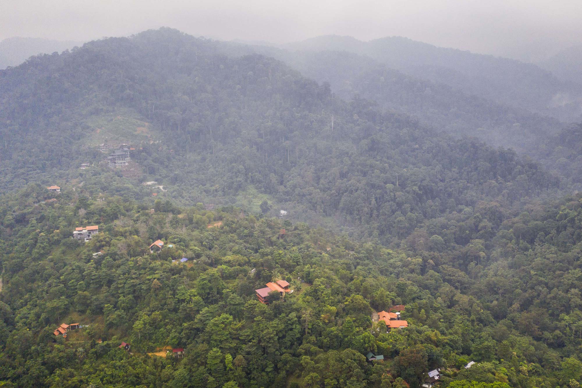 تراجع قدرة الغابات المدارية على امتصاص الكربون