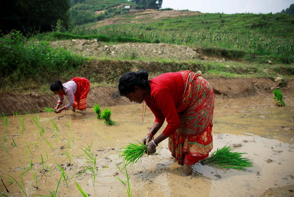 نساء يزرعن عينات من الارز في نيبال