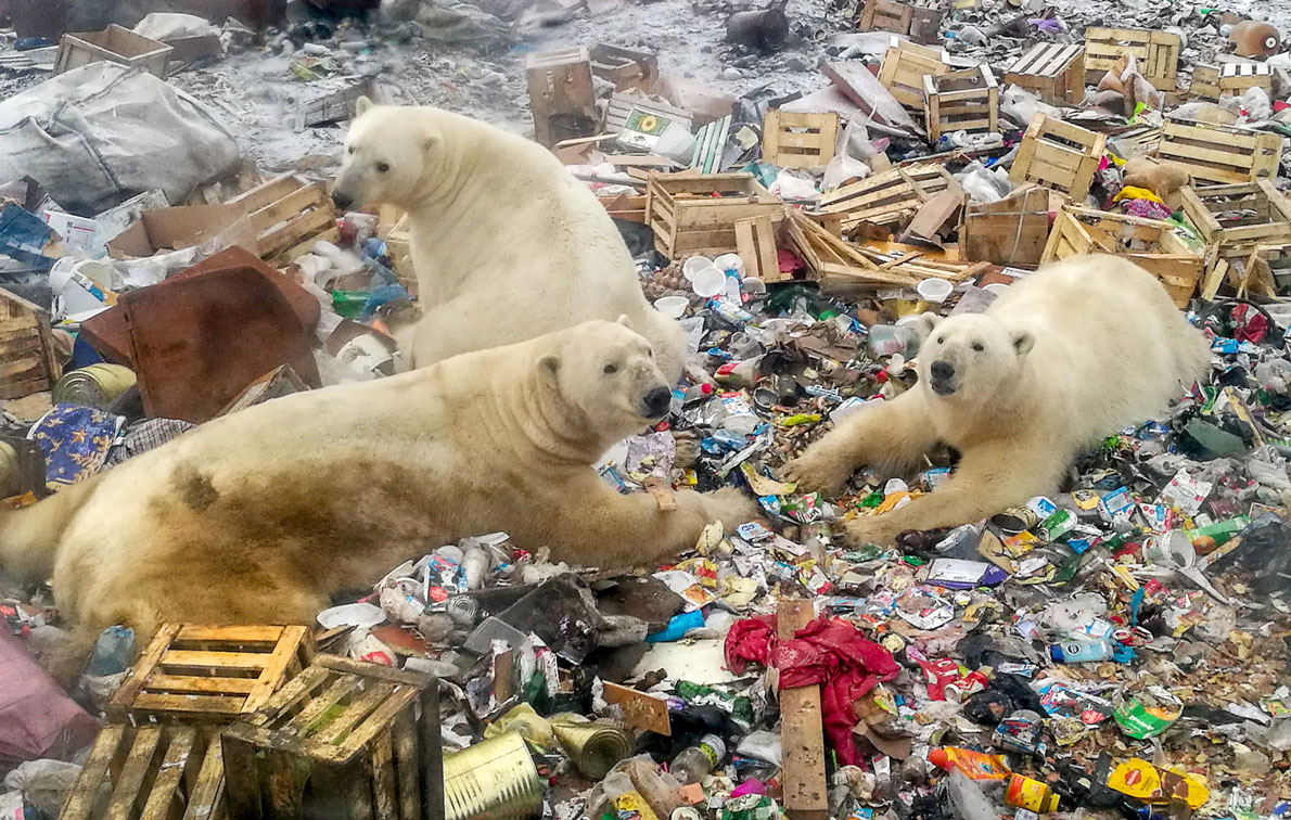 Polar bears feeding at a garbage dump near the village of Belushya Guba, Russia
