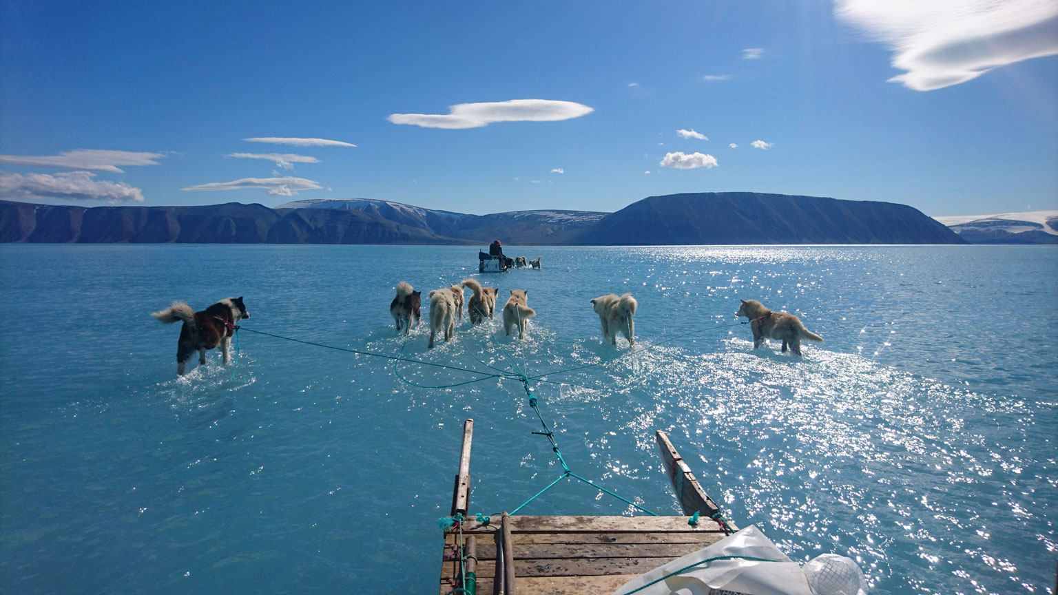 Sled dogs wading through standing water on the sea ice in North Western Greenland