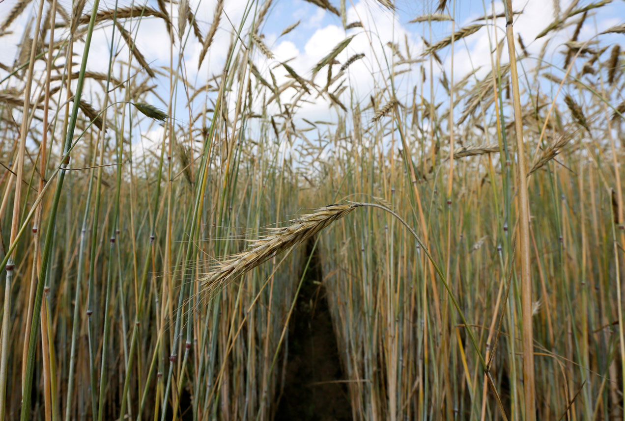 A view shows a field of wheat outside the Siberian city of Krasnoyarsk