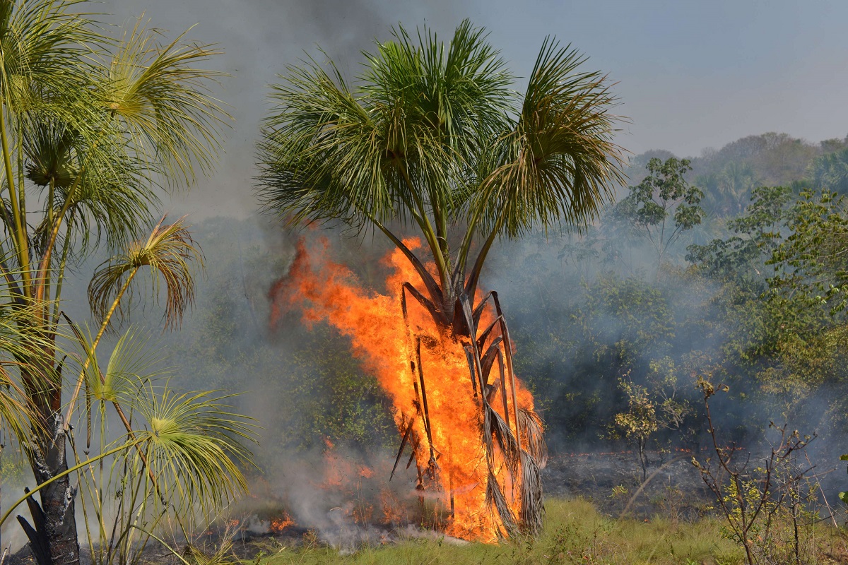 النيران تلتهم الأشجار في غابات الأمازون في البرازيل