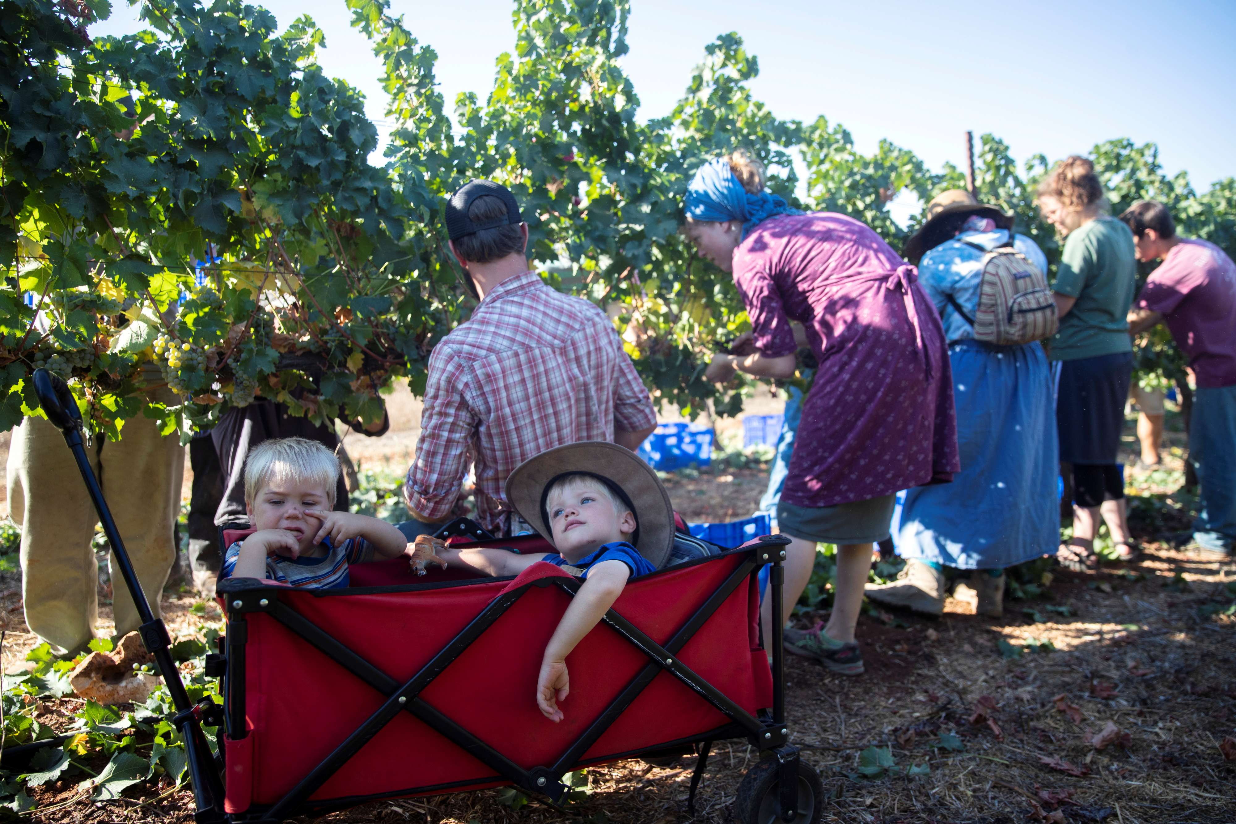 Volunteers of the U.S.based Christian group HaYovel harvest grapes at a vineyard on the outskirts of Har Bracha settlement in the Israeli-occupied West Bank