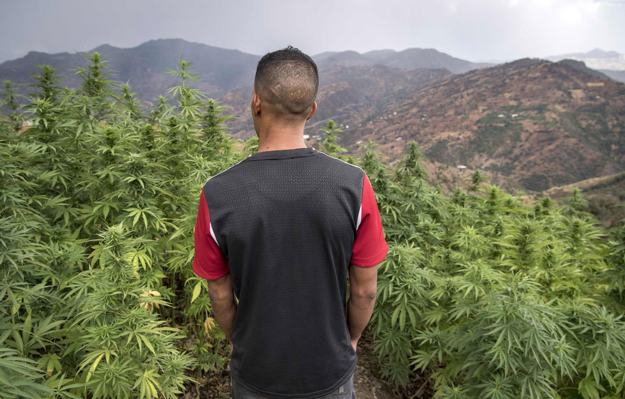 A villager stands in a field of cannabis near the town of Ketama in Morocco's northern Rif region