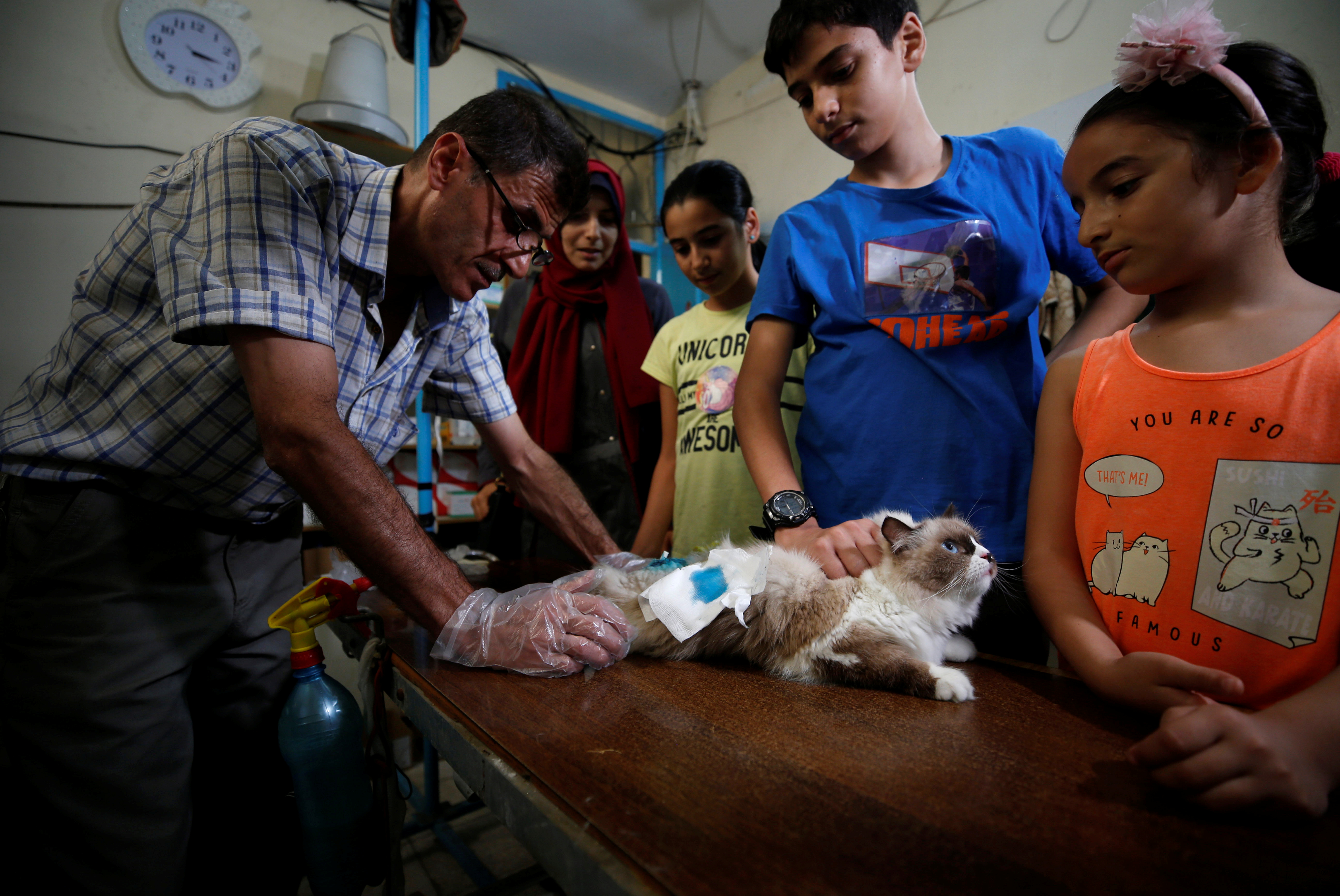 Palestinian vet Imad Morad checks a cat at his clinic in Gaza City