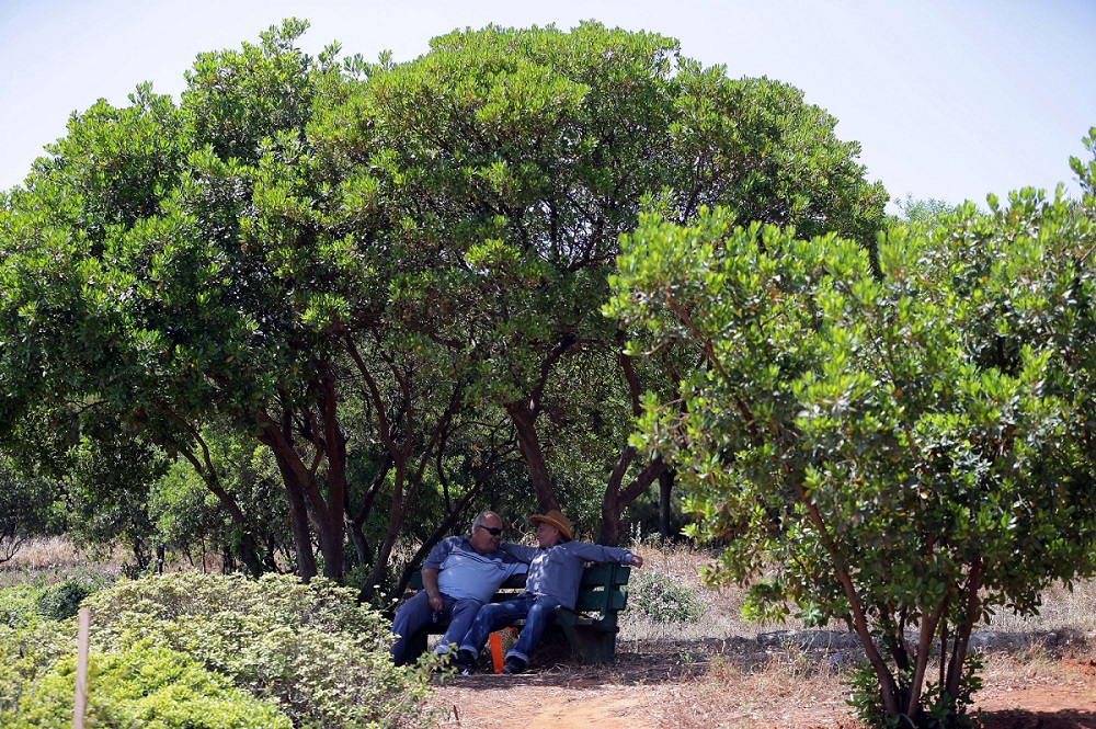 لبنانيان يجلسان تحت الشجر في إحدى غابات لبنان
