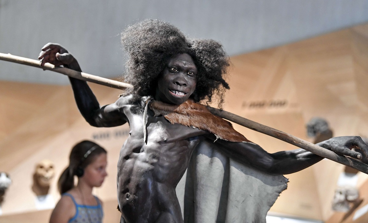 نموذج للإنسان المنتصب يظهر في متحف نياندرتال في متمان بألمانيا 