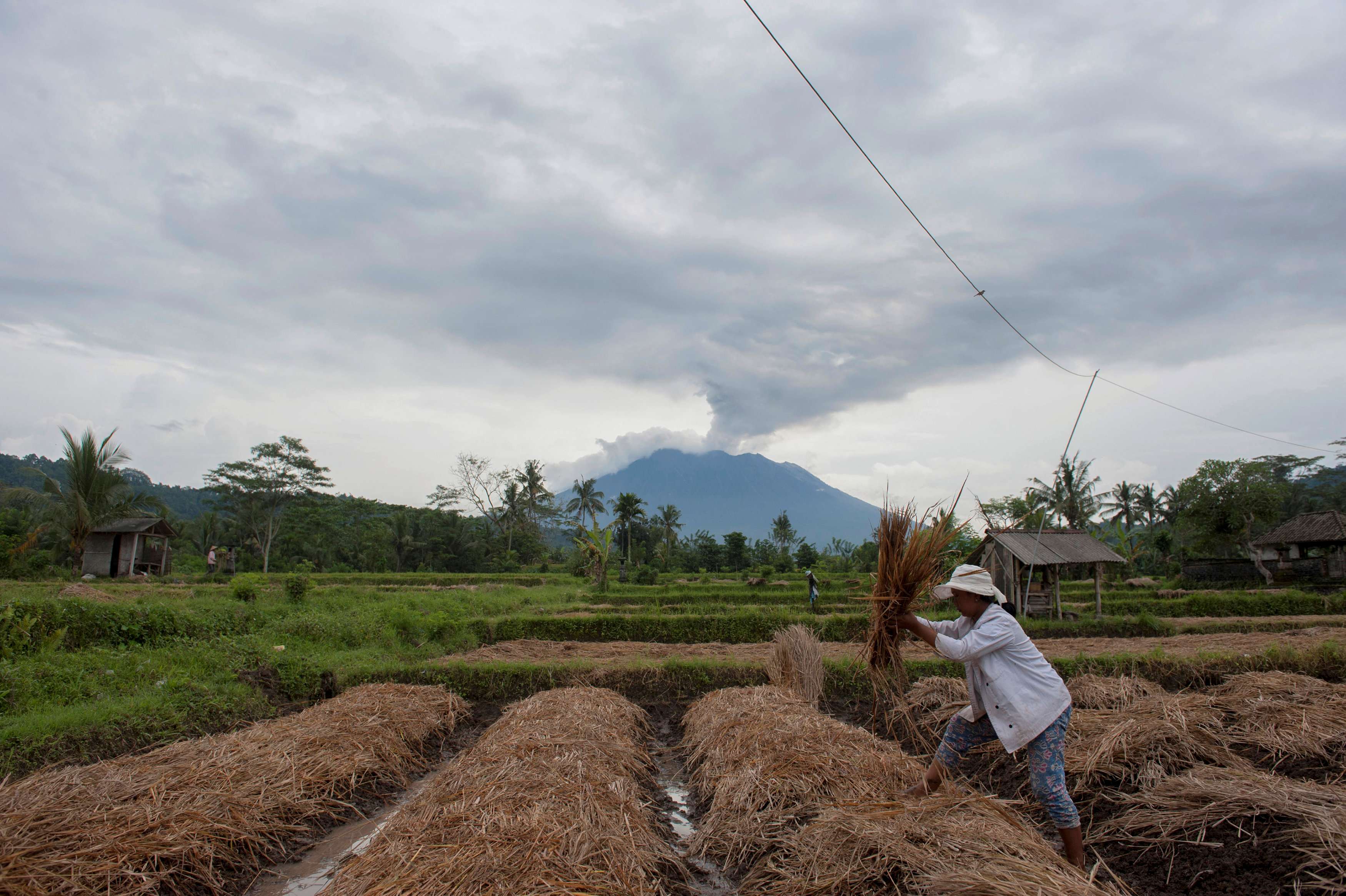 مزارع الارز في اندونيسيا