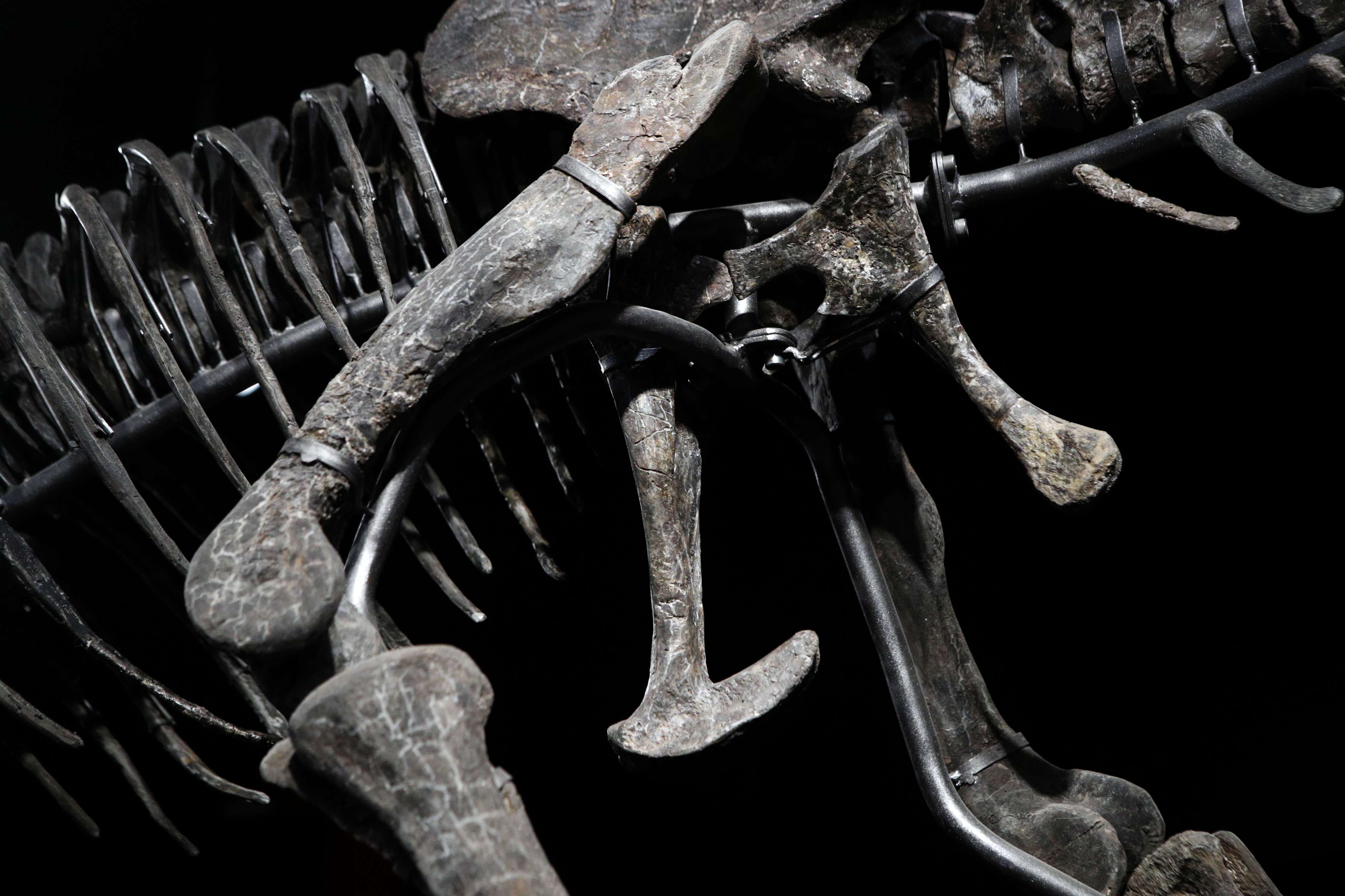 ديناصور ألوسوروس جيمادسيني