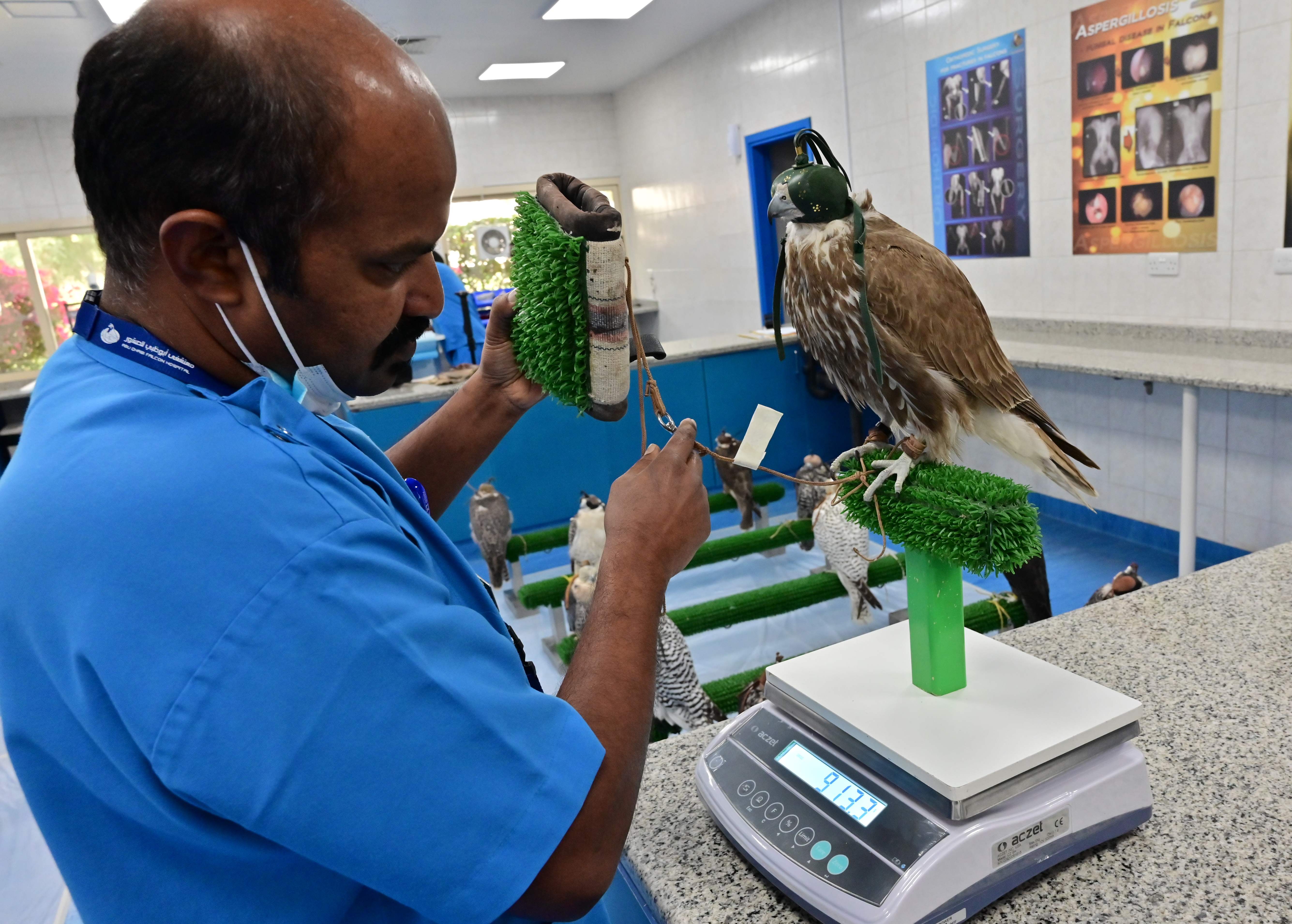 A falcon is weighed at the Abu Dhabi Falcon Hospital