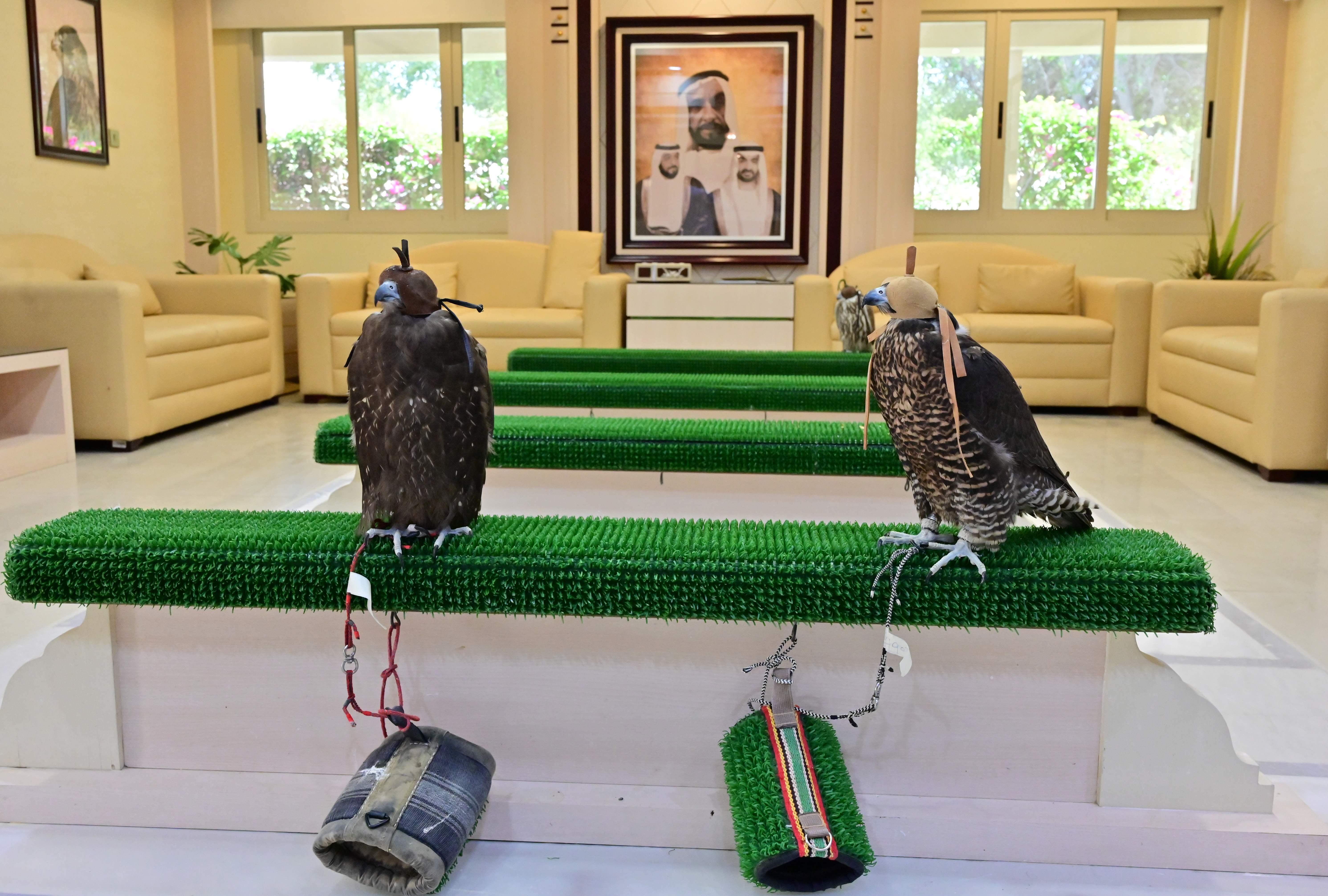 Falcons wait at the reception room of the Abu Dhabi Falcon Hospital