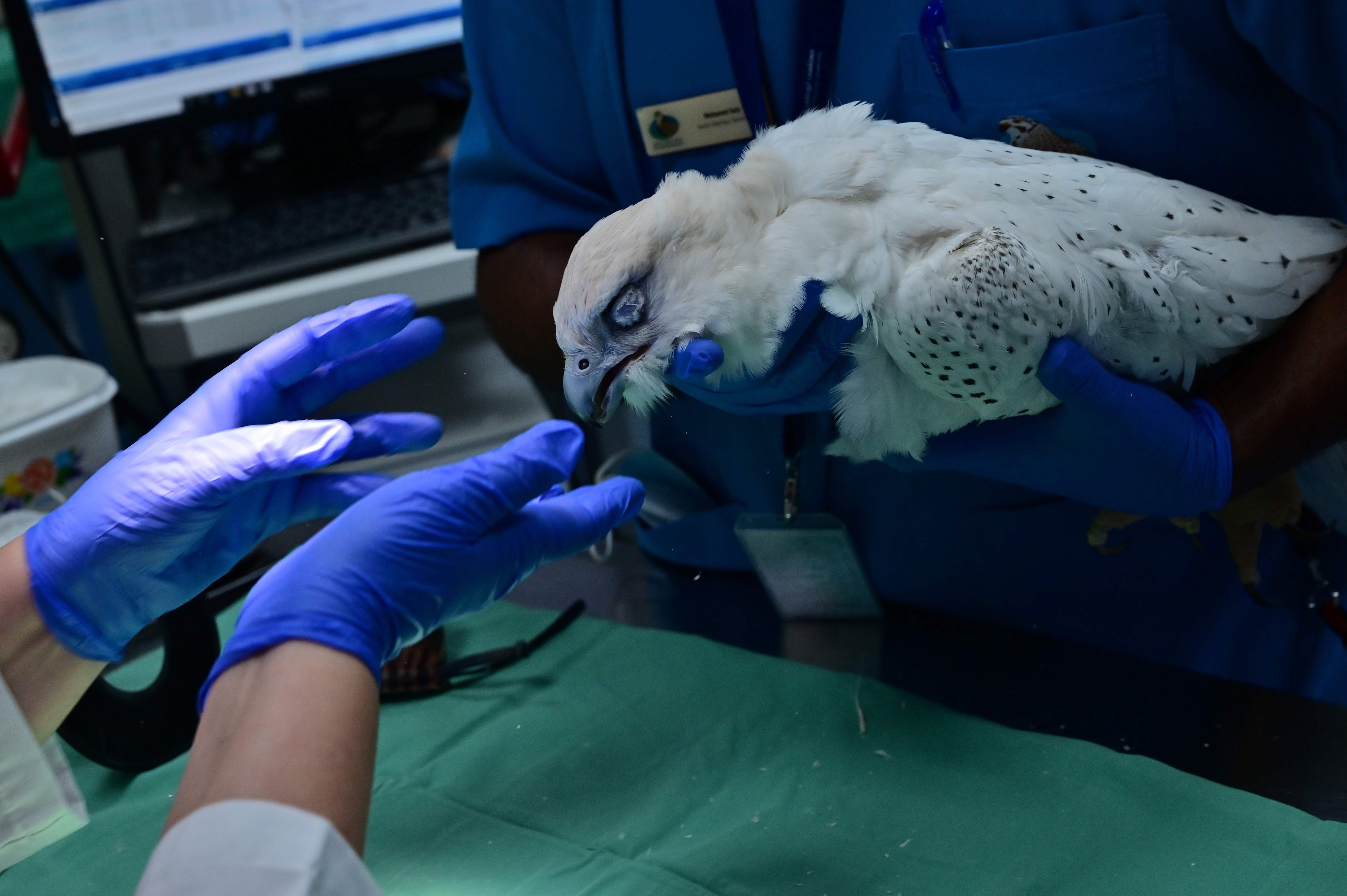 Doctors at the Abu Dhabi Falcon Hospital perform a simple surgery on a falcon