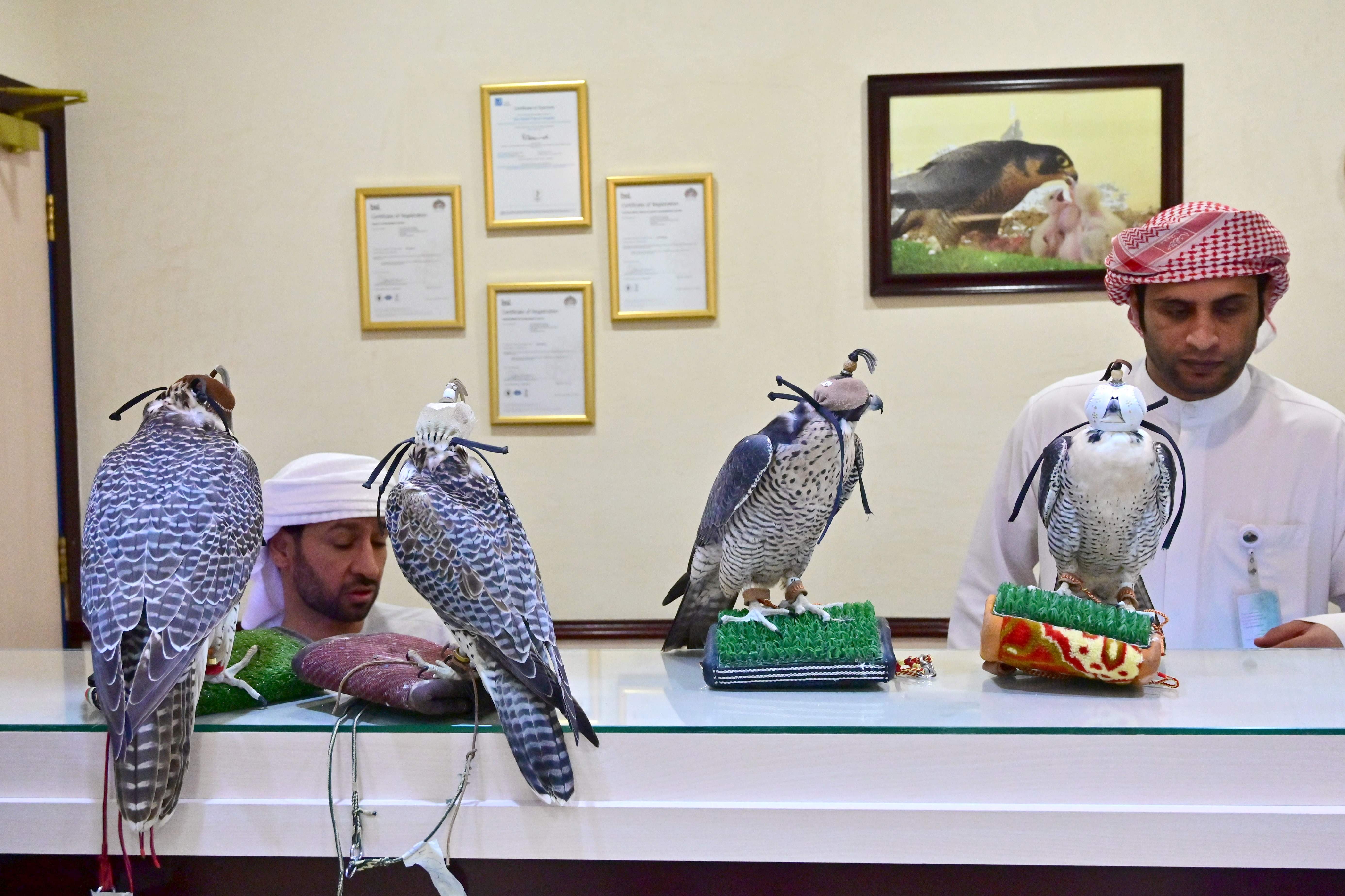 Falcons pictured at the reception desk of the Abu Dhabi Falcon Hospital