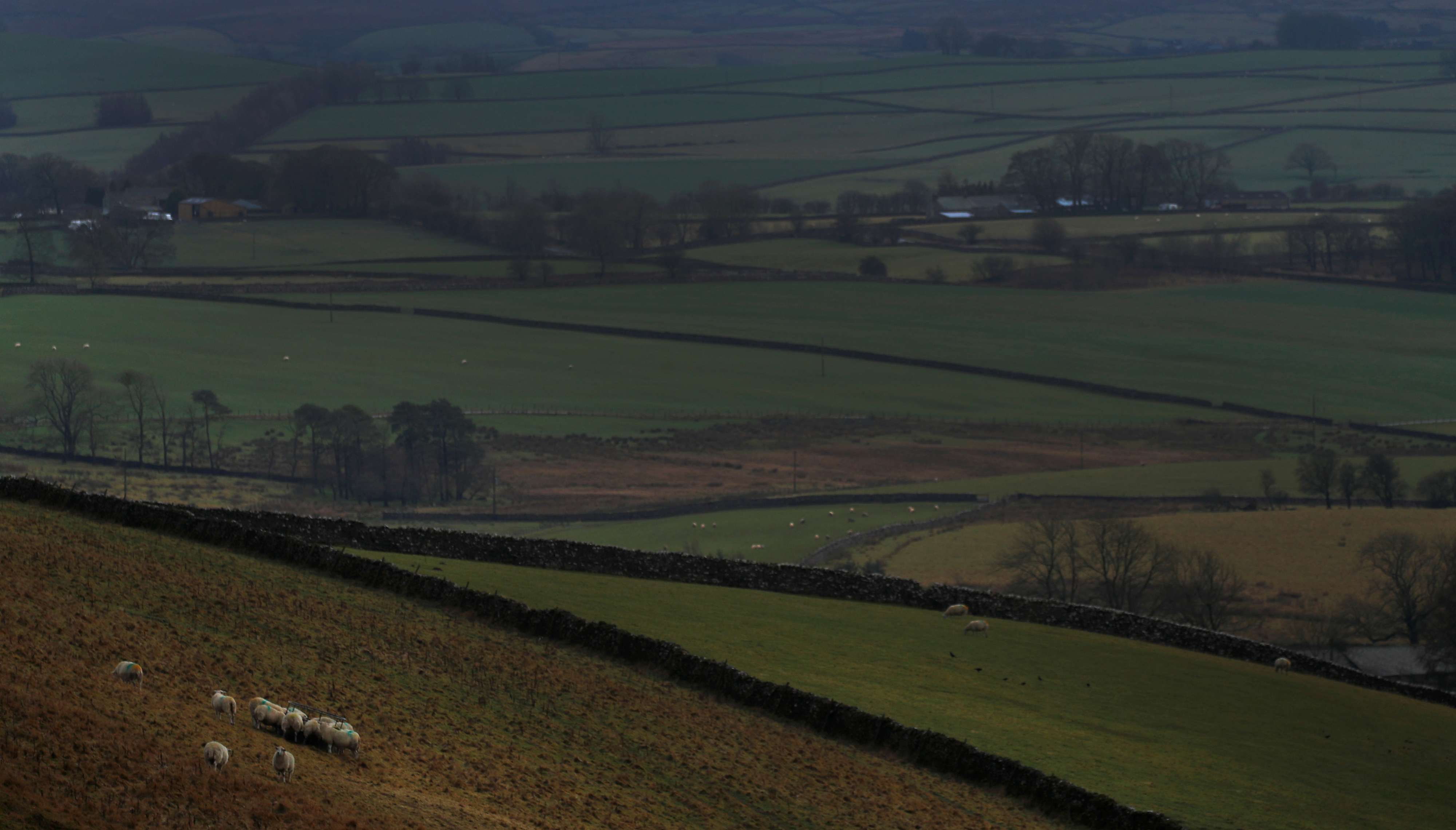 Sheep graze on a hillside on farmland near Appleby in Cumbria, Britain