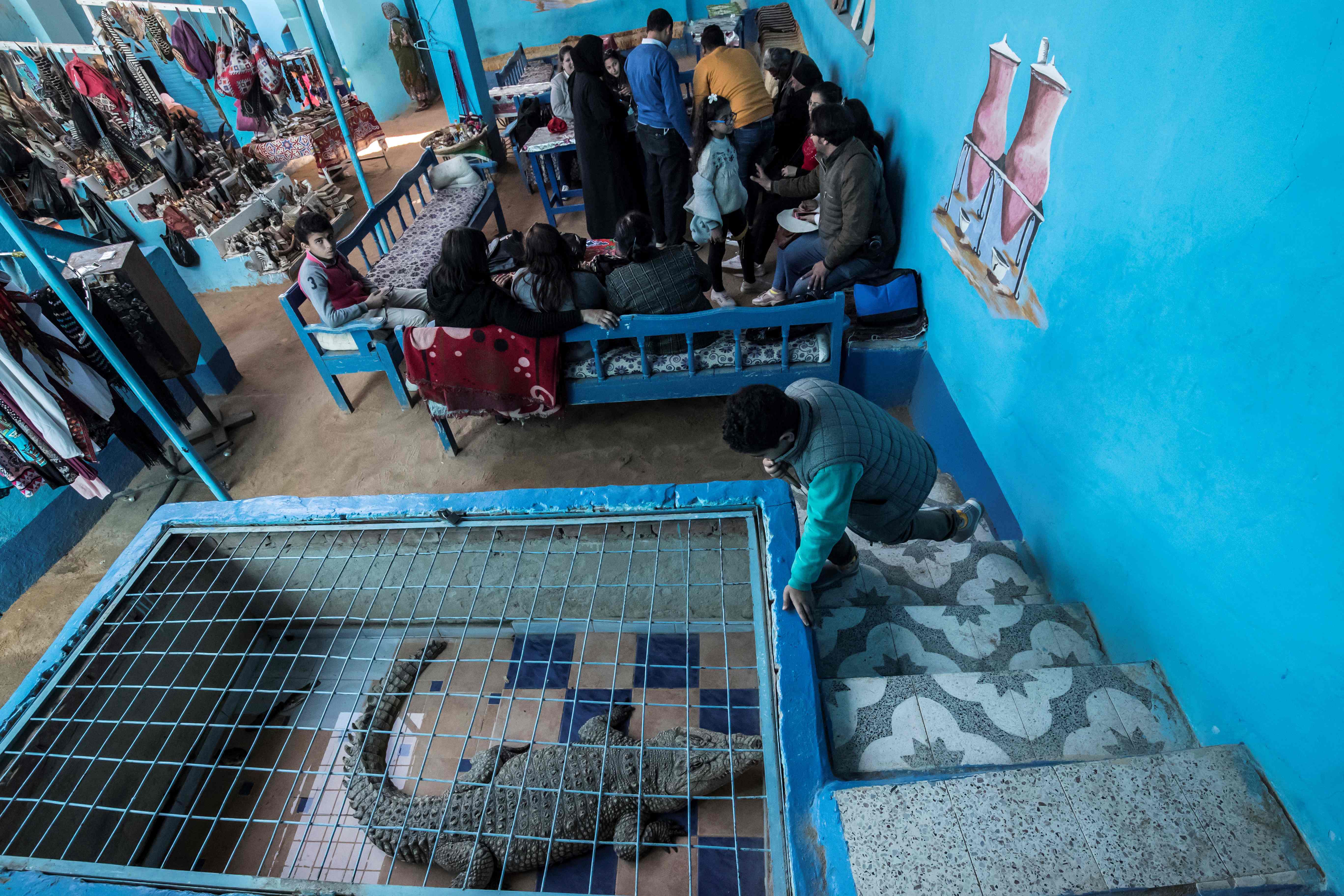Children watch a crocodile kept inside a cage at a house