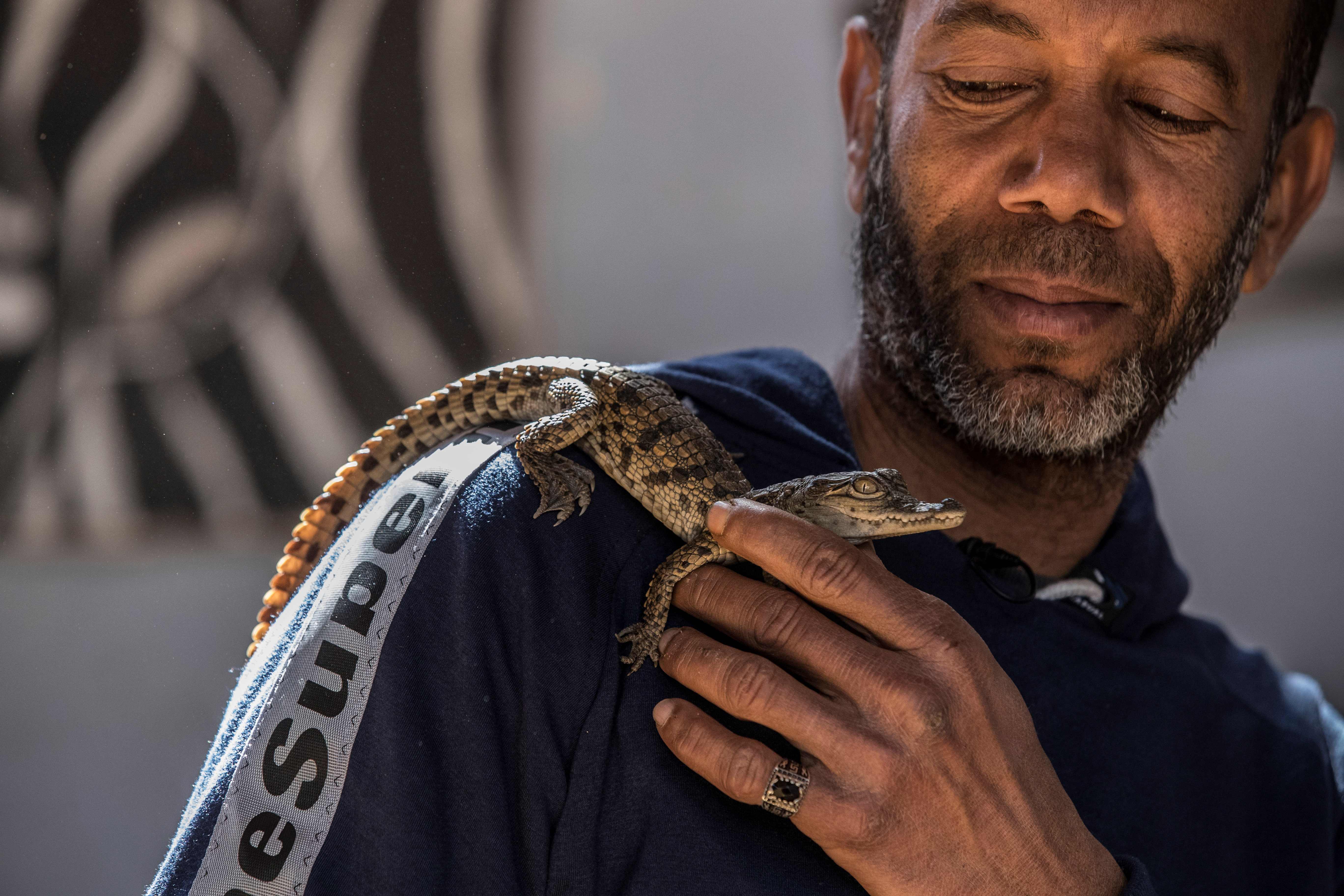 A baby crocodile sits on Mamdouh Hassan's shoulder
