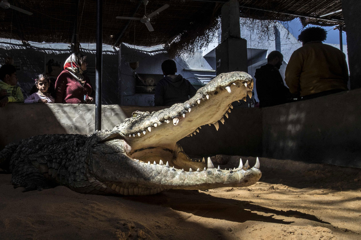 Visitors watch a crocodile bare its teeth in the Nubian village of Gharb Soheil