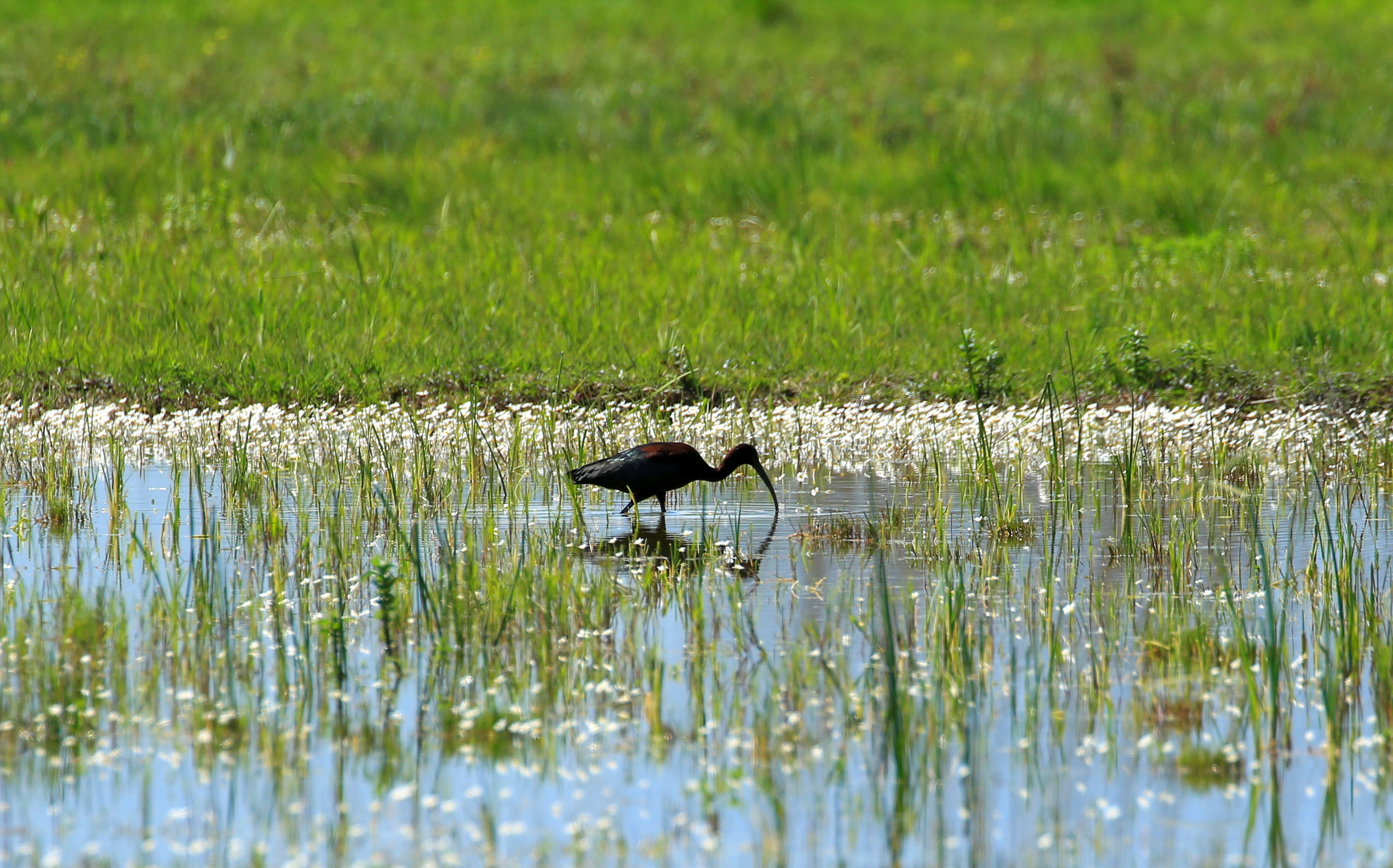 A Glossy ibis is pictured in Ammiq Wetland