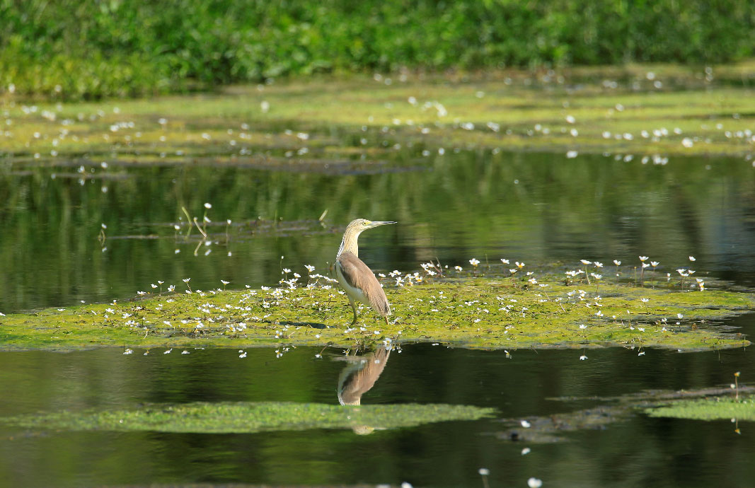 A squacco heron (Ardeola ralloides) is pictured in Lebanon's Ammiq Wetland