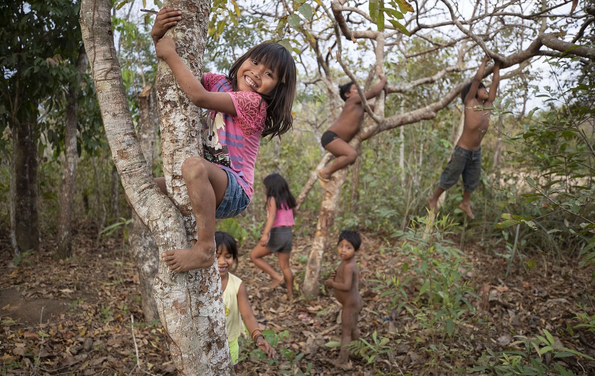 أطفال إحدى القبائل الأصلية في البرازيل يتسلقون أشجار غابة الامازون