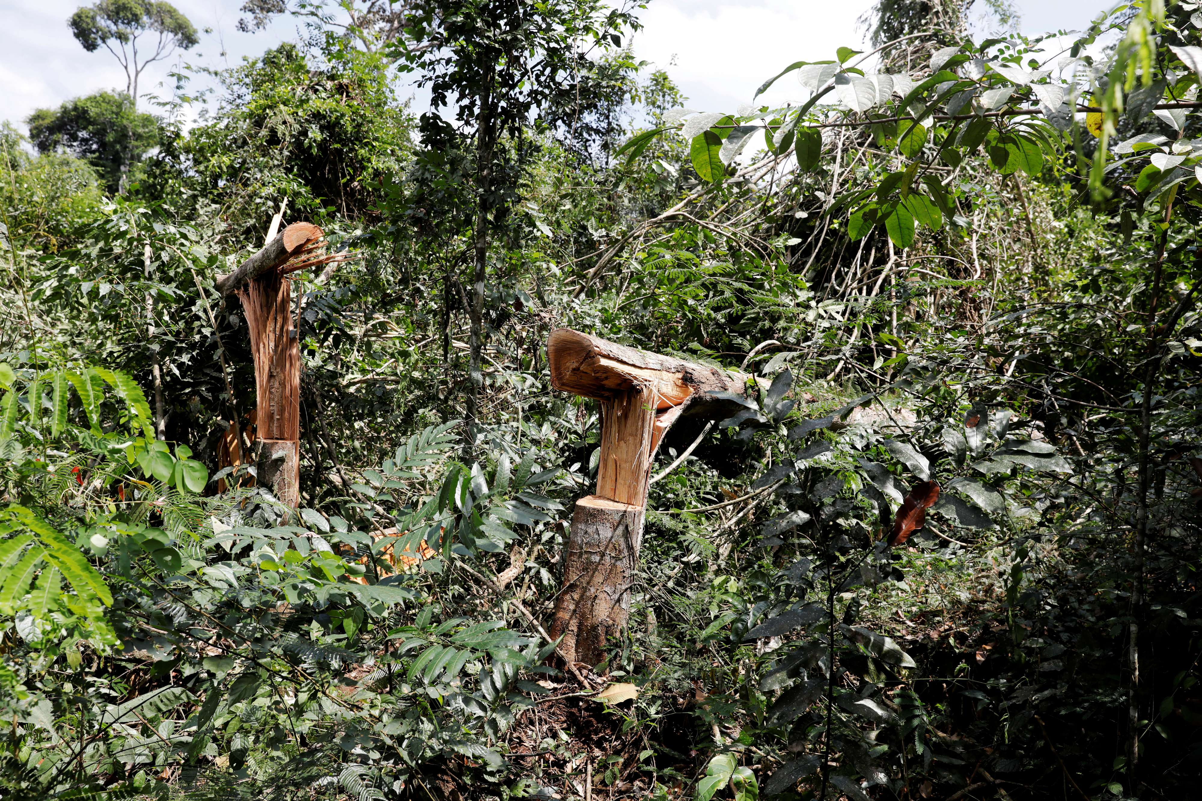 قطع الاشجار في غابة الامازون