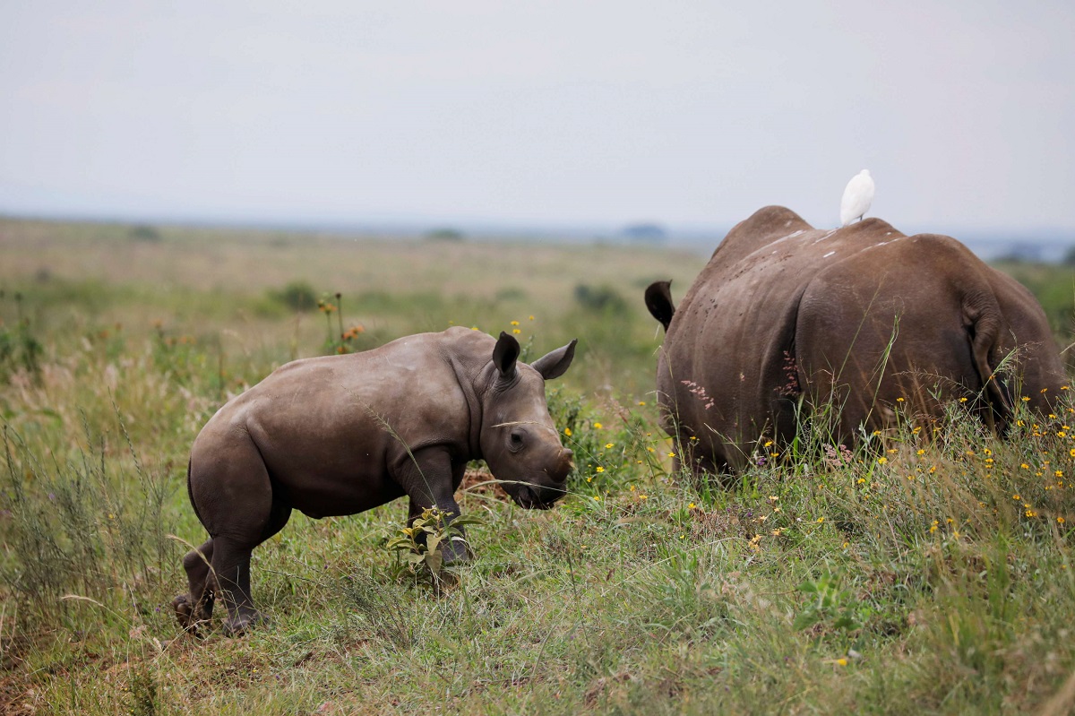  وحيد القرن الأبيض يظهر داخل حديقة نيروبي الوطنية في كينيا 