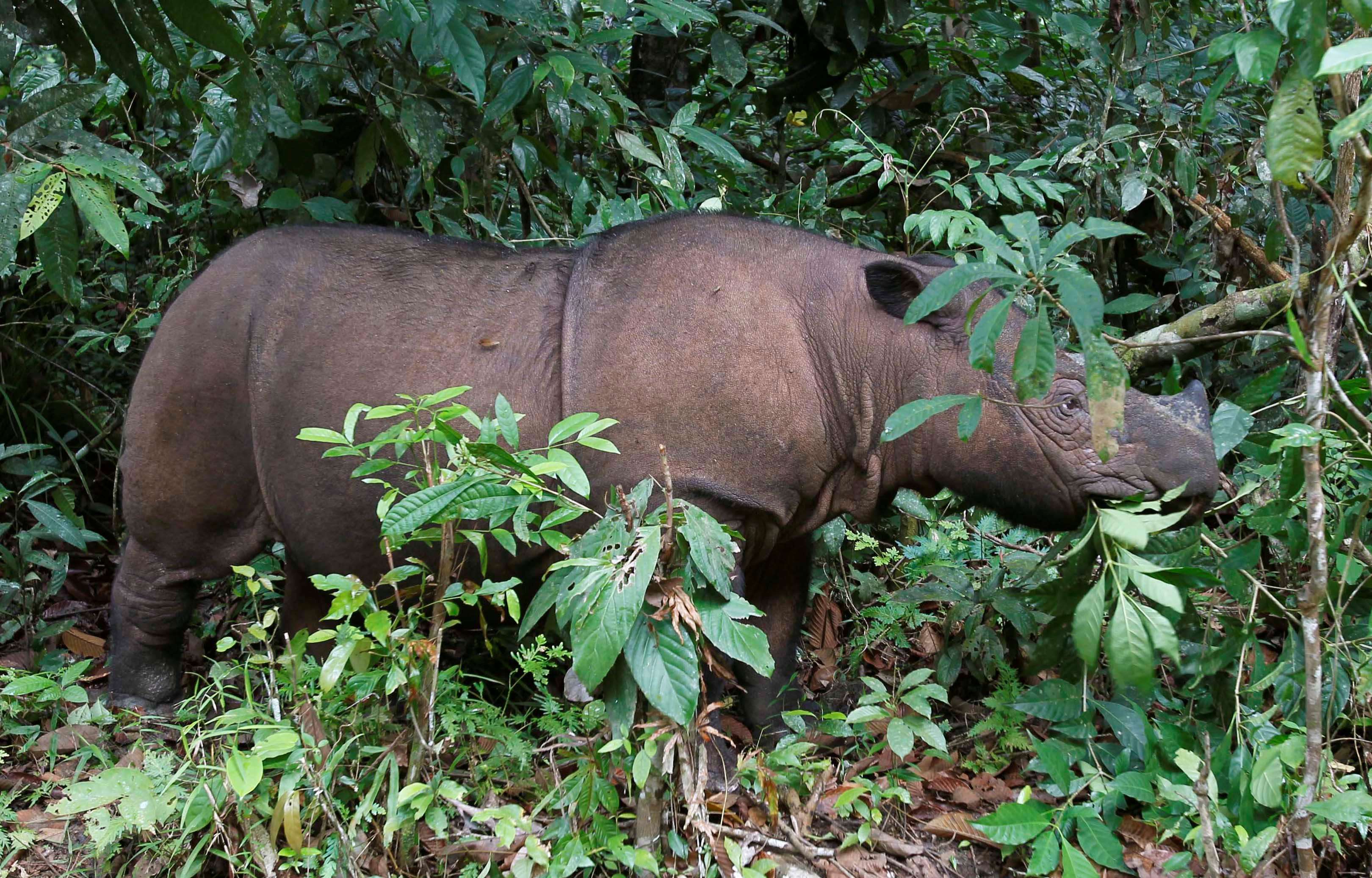 وحيد القرن الماليزي 