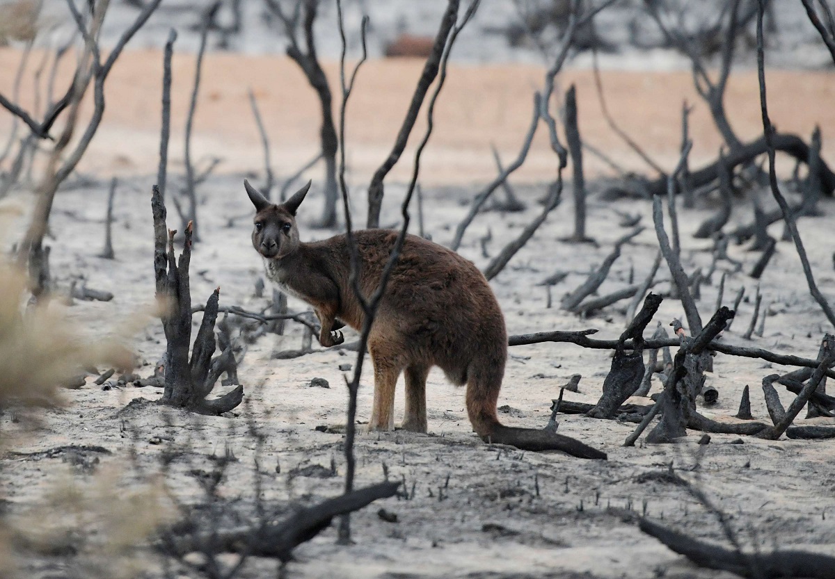 كانغارو يقف بين أشجار محروقة في غابات استراليا
